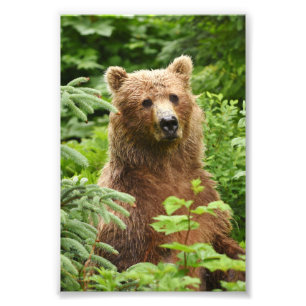 Ours grizzli 4x6 photo