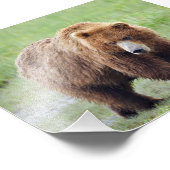 Ours grizzli 4x6 photo (Coin)