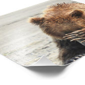 Ours grizzli photo 6x4 (Coin)