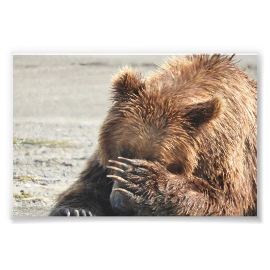 Ours grizzli photo 6x4 (Devant)