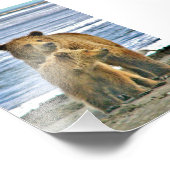 Ours grizzli photo 6x4 (Coin)