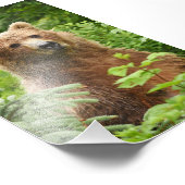 Ours grizzli photo 6x4 (Coin)