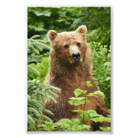Ours grizzli photo 6x4 (Devant)