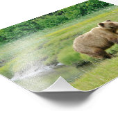 Ours grizzlis photo 4x6 (Coin)