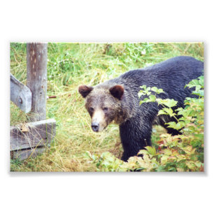 Ours grizzlis photo 6x4