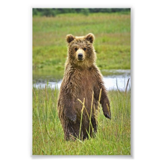 Ours grizzlis photo 6x4 (Devant)