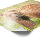 Ours grizzlis photo 6x4 (Coin)