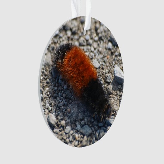 Ours laineux (devant)