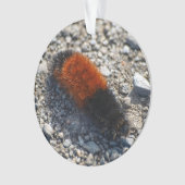 Ours laineux (devant)