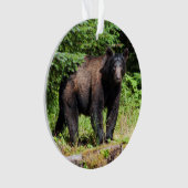 Ours noir Alpha (devant)