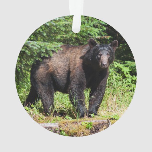 Ours noir Alpha (dos)