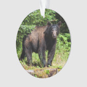 Ours noir Alpha (devant)