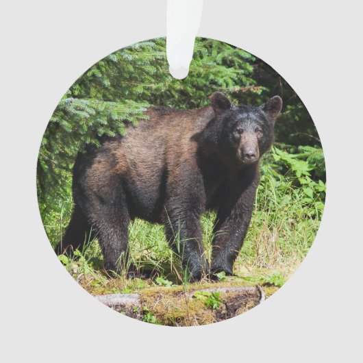 Ours noir Alpha (devant)