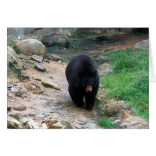 Ours noir américain