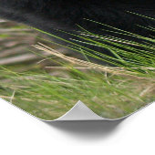 OURS NOIR Animaux de la faune Poster photo (Coin)