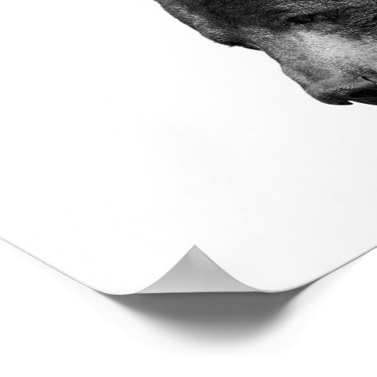 Ours Noir Blanc Cabane Pépinière Photo Affiche (Coin)