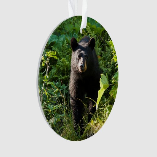 Ours noir curieux (devant)