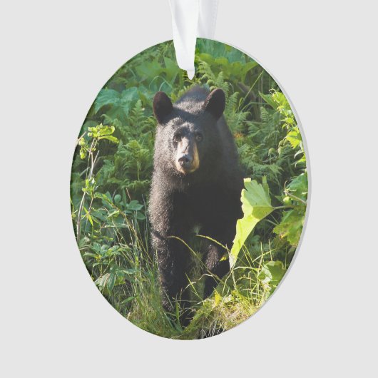 Ours noir curieux (devant)