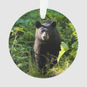 Ours noir curieux (devant)