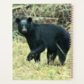 Ours noir de Floride (Dos)