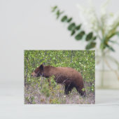Ours Noir Faune Carte Postale Faune (Debout devant)