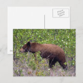 Ours Noir Faune Carte Postale Faune (Devant / Derrière)