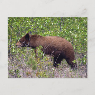 Ours Noir Faune Carte Postale Faune