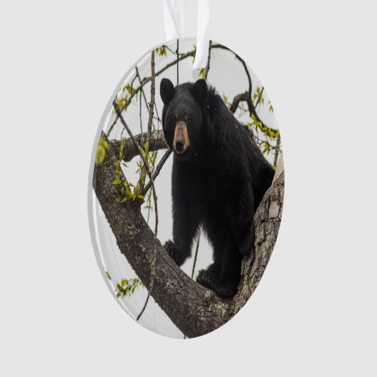 Ours noir s'élevant (devant)