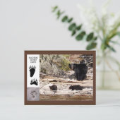 Ours noirs, carte postale de cadeaux (Debout devant)