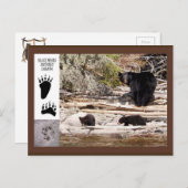 Ours noirs, carte postale de cadeaux (Devant / Derrière)