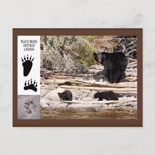 Ours noirs, carte postale de cadeaux (Devant)