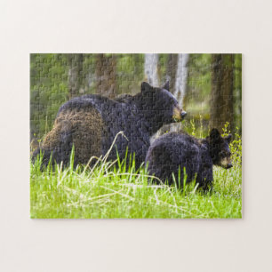 Ours noirs Montana. Puzzle