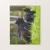 Ours noirs Montana. Puzzle (Vertical)