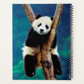 Ours Panda (Dos)