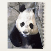 Ours Panda (Dos)