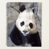 Ours Panda (Devant)