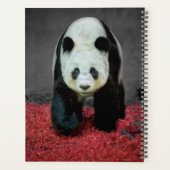 Ours Panda (Dos)