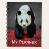 Ours Panda (Devant)
