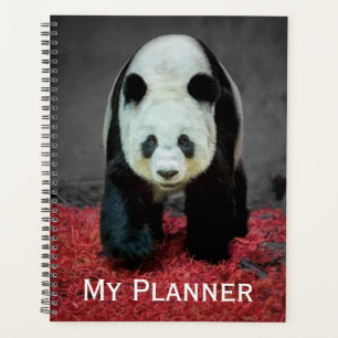 Ours Panda