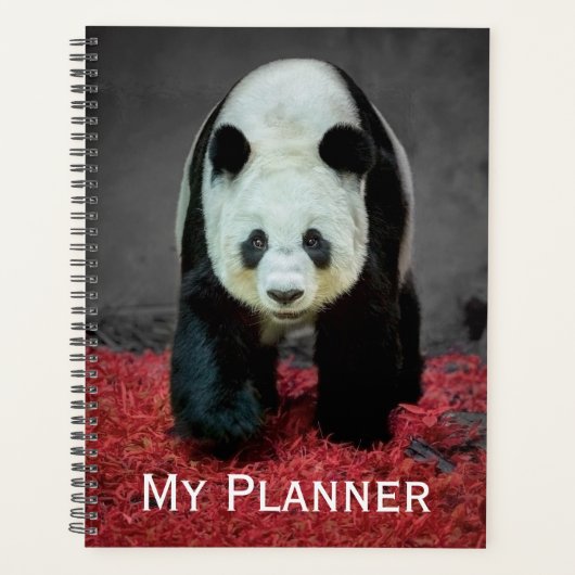 Ours Panda (Devant)