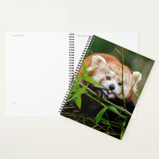 Ours Panda Rouge (Devant avec enveloppe)