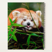 Ours Panda Rouge (Dos)