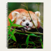 Ours Panda Rouge (Devant)