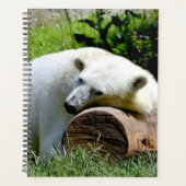 Ours polaire (Devant)