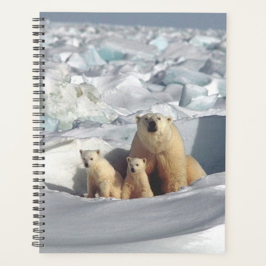 Ours polaire (Devant)