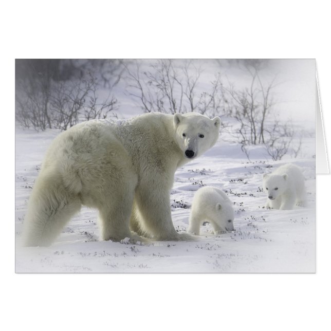 Ours polaire avec de jeunes petits (Devant horizontal)