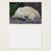 Ours polaire dormant (Devant & derrière)