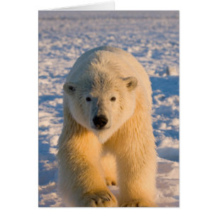 ours polaire, Ursus maritimus, ours polaire sur gl
