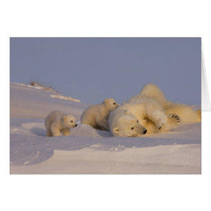ours polaire, Ursus maritimus, truie jouant