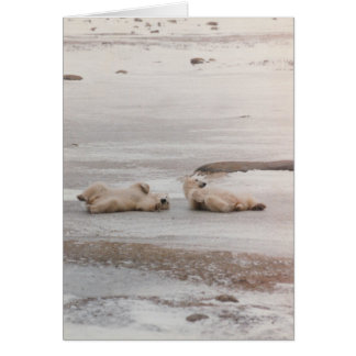 ours polaires à la plage